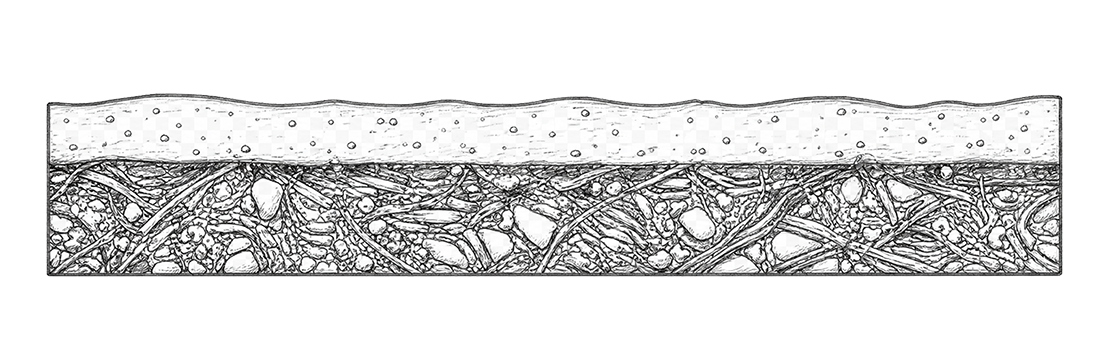 Shallow pulp surface section diagram